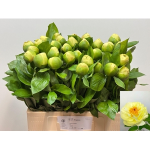 PAEO LEMON CHIFFON