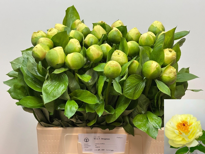 <h4>PAEO LEMON CHIFFON</h4>