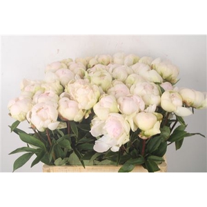 Paeo L Bright White 3-4