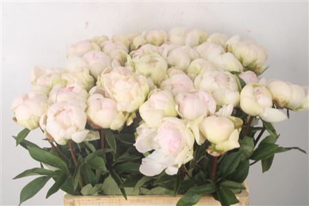 <h4>Paeo L Bright White 3-4</h4>