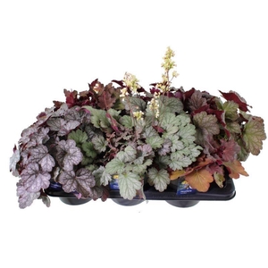 Heuchera Terra nova