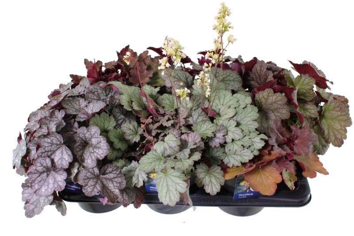 <h4>Heuchera Terra nova</h4>