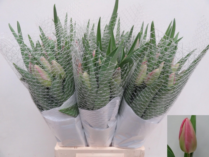 <h4>TU EN PINK PRIDE</h4>