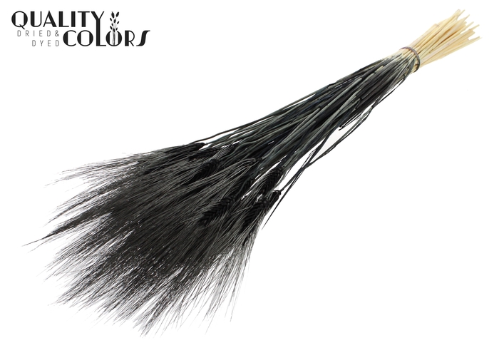 Triticum Beard per bunch Bleached Black