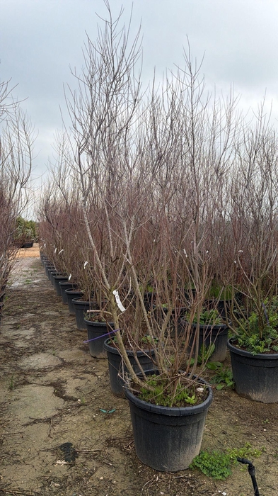 <h4>TAMARIX TETRANDRA</h4>