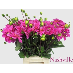 DAHL NASHVILLE