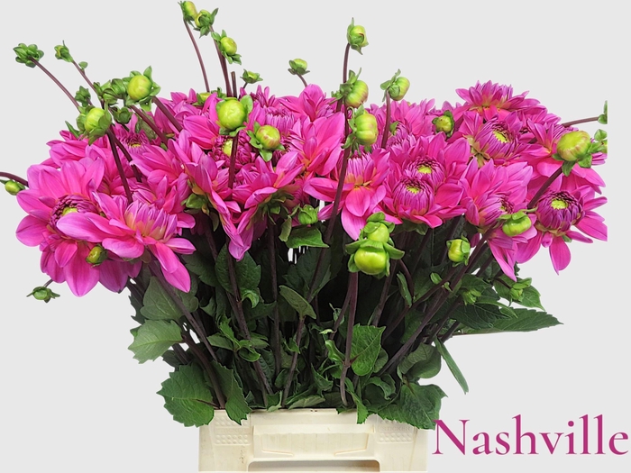 <h4>DAHL NASHVILLE</h4>