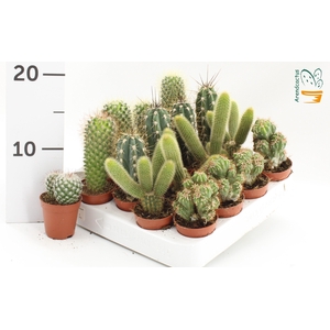 CACTUS GEM