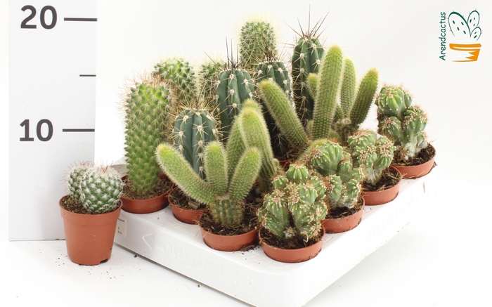 <h4>CACTUS GEM</h4>