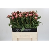 Paeonia Sarah Bernhardt