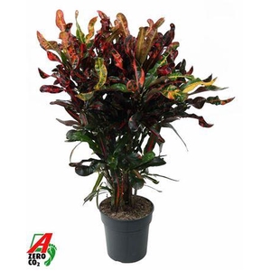 Cod Var Mammi Vertakt