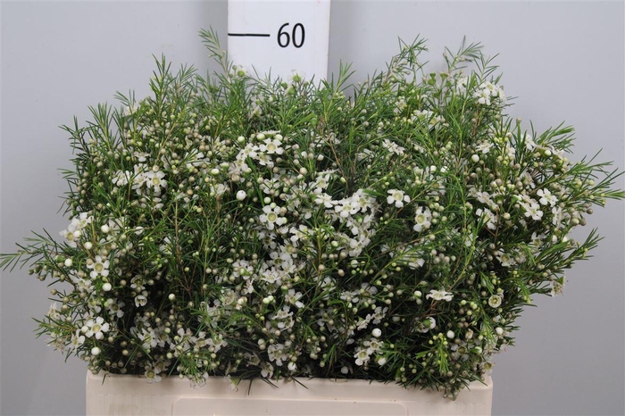 <h4>Chame Un Ofir</h4>