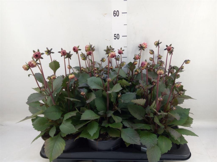 <h4>Dahlia  'Revelation Salmon Bicolor'</h4>