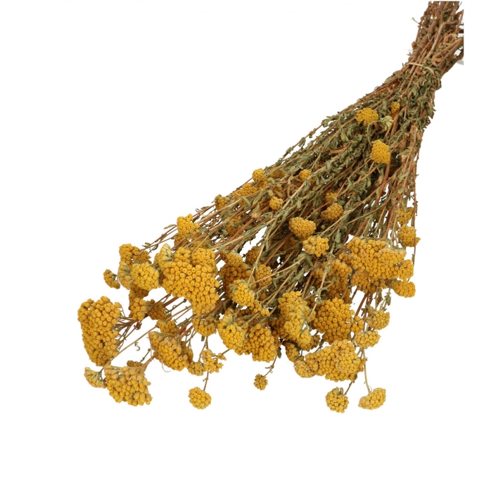 <h4>Droogbloem Achillea Silvestre 60cm 100g</h4>