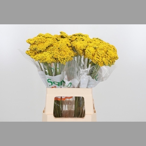 Achillea Park Variety