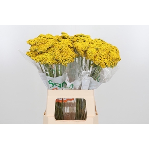 Achillea Park Variety