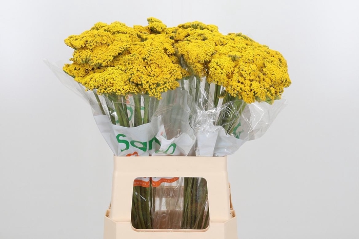 <h4>Achillea Park Variety</h4>