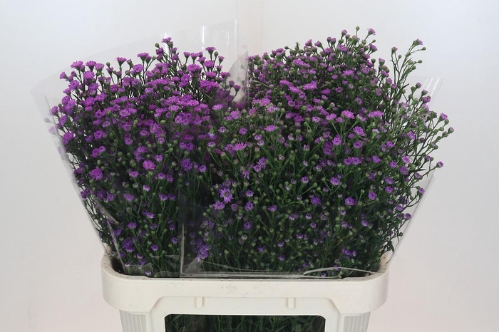 <h4>Aster Baby Pink</h4>