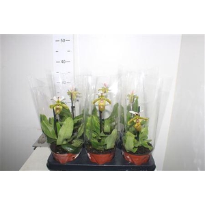 Paphiopedilum, Milano 1-spike Orc