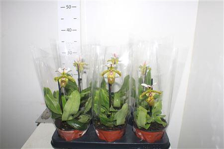 <h4>Paphiopedilum, Milano 1-spike Orc</h4>