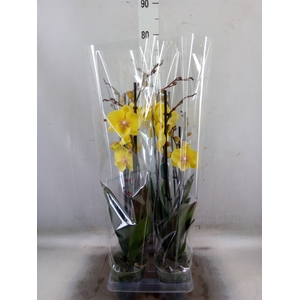 Phalaenopsis   ...yellow