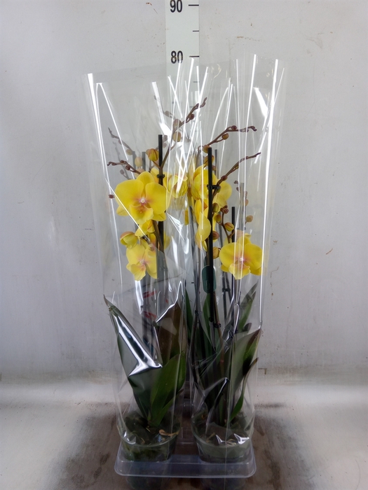 <h4>Phalaenopsis   ...yellow</h4>