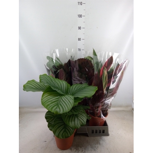 Calathea   ...mix