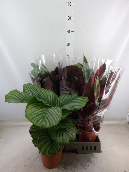 <h4>Calathea   ...mix</h4>