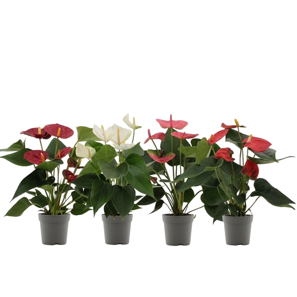 <h4>Anthurium 4 color mix transparant sleeve</h4>