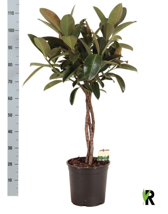 <h4>FIC EL MELANY</h4>