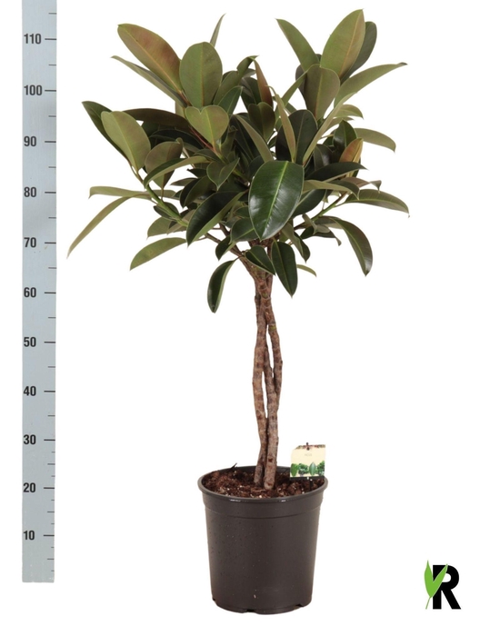 <h4>FIC EL MELANY</h4>