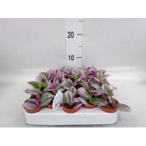Tradescantia cerinth. 'Nanouk'