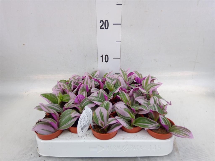 <h4>Tradescantia cerinth. 'Nanouk'</h4>