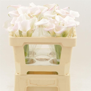 Calla Sweet Art