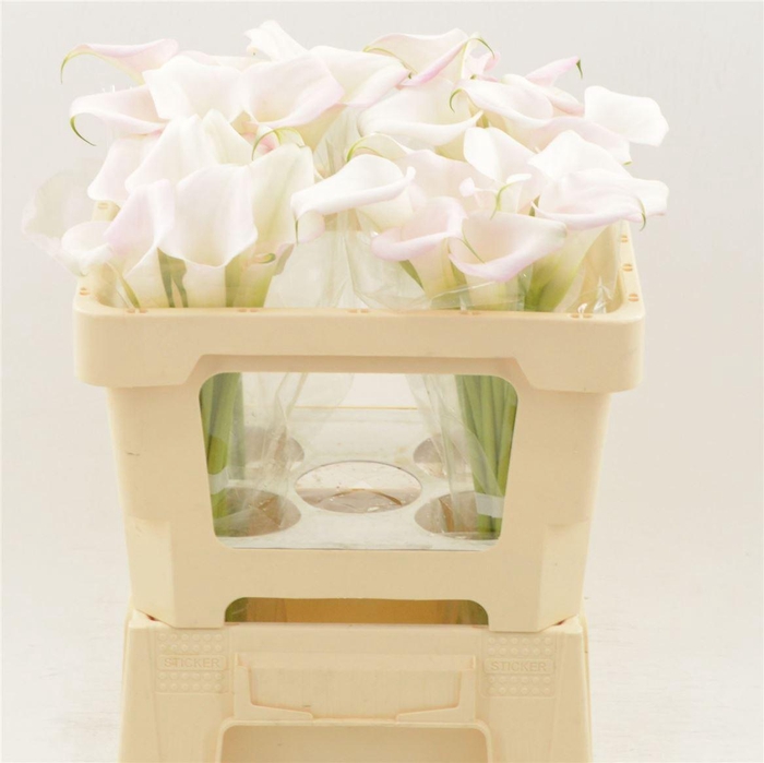 <h4>Calla Sweet Art</h4>