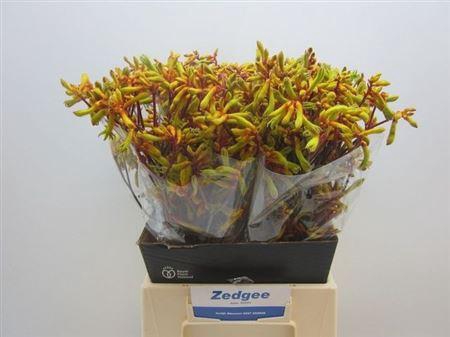 <h4>Anigoz Orange Velvet</h4>