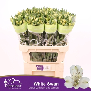 Alstr White Swan