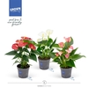 Anthurium Andreanum Grp gemengd