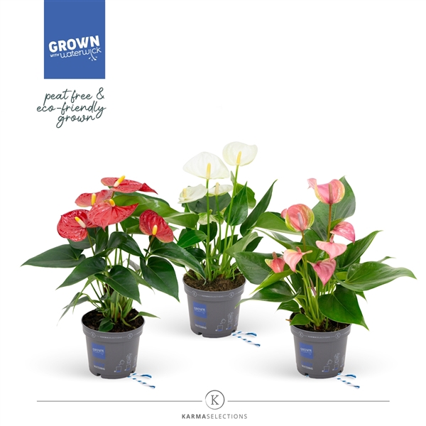 <h4>Mimesis Anthurium KARMA Grandi Flora Mix - 9cm</h4>