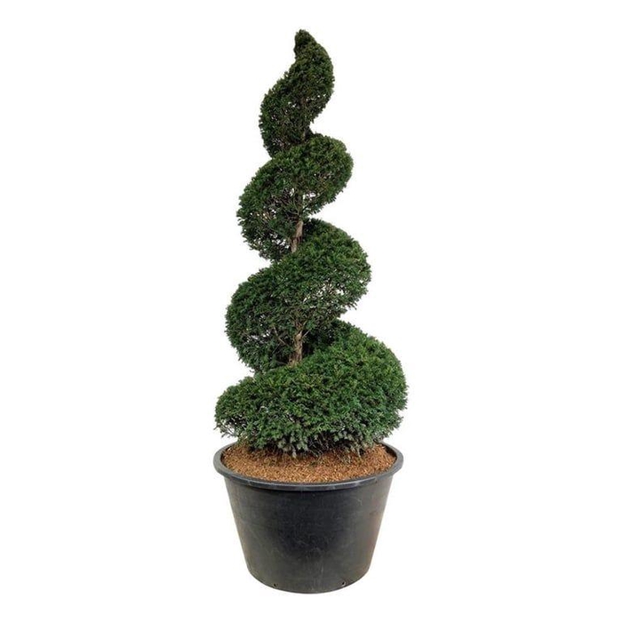 <h4>Taxus baccata</h4>