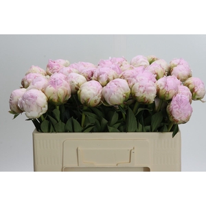 Paeonia Pillow Talk