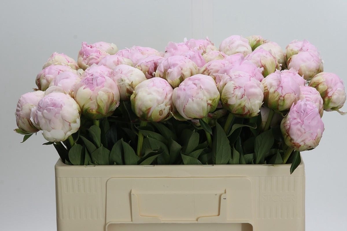 Paeonia Pillow Talk
