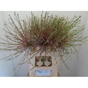 ALLIUM SCHUBERTII