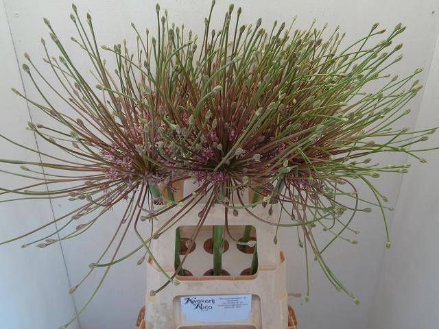 <h4>ALLIUM SCHUBERTII</h4>