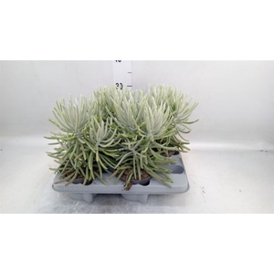Senecio   ...