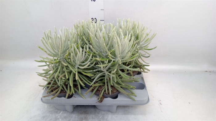<h4>Senecio ...</h4>