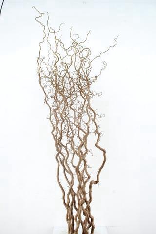 <h4>CORYL AV CONTORTA 2 JARIG 180cm</h4>