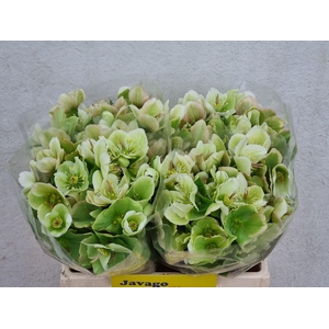 HELL FRK MOLLYS WHIT