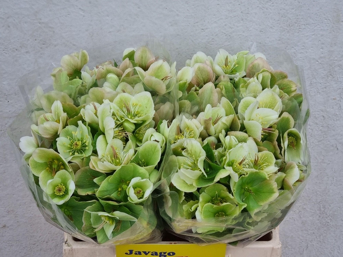 <h4>HELL FRK MOLLYS WHIT</h4>