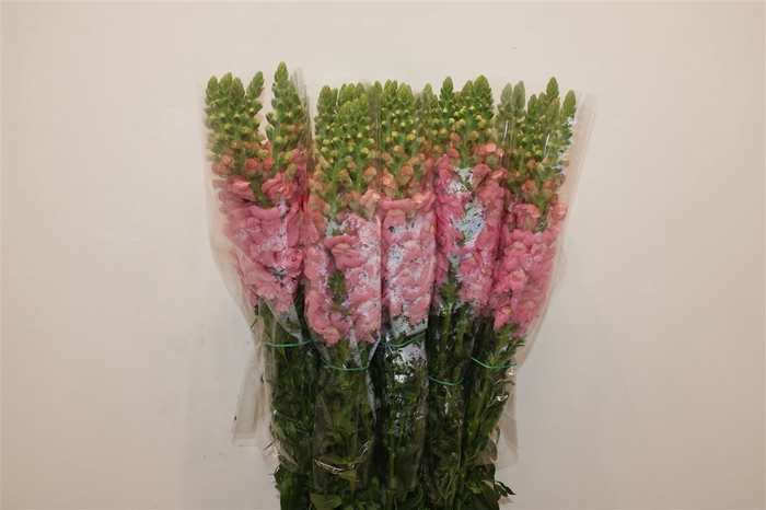 <h4>Antir Overig Pink</h4>